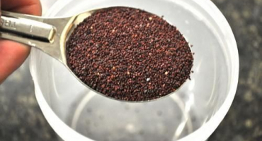 Jak zasadit a pěstovat borůvky ze semínek doma